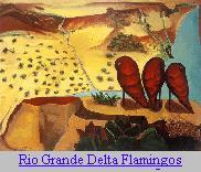 Rio Grande Delta Flamingos